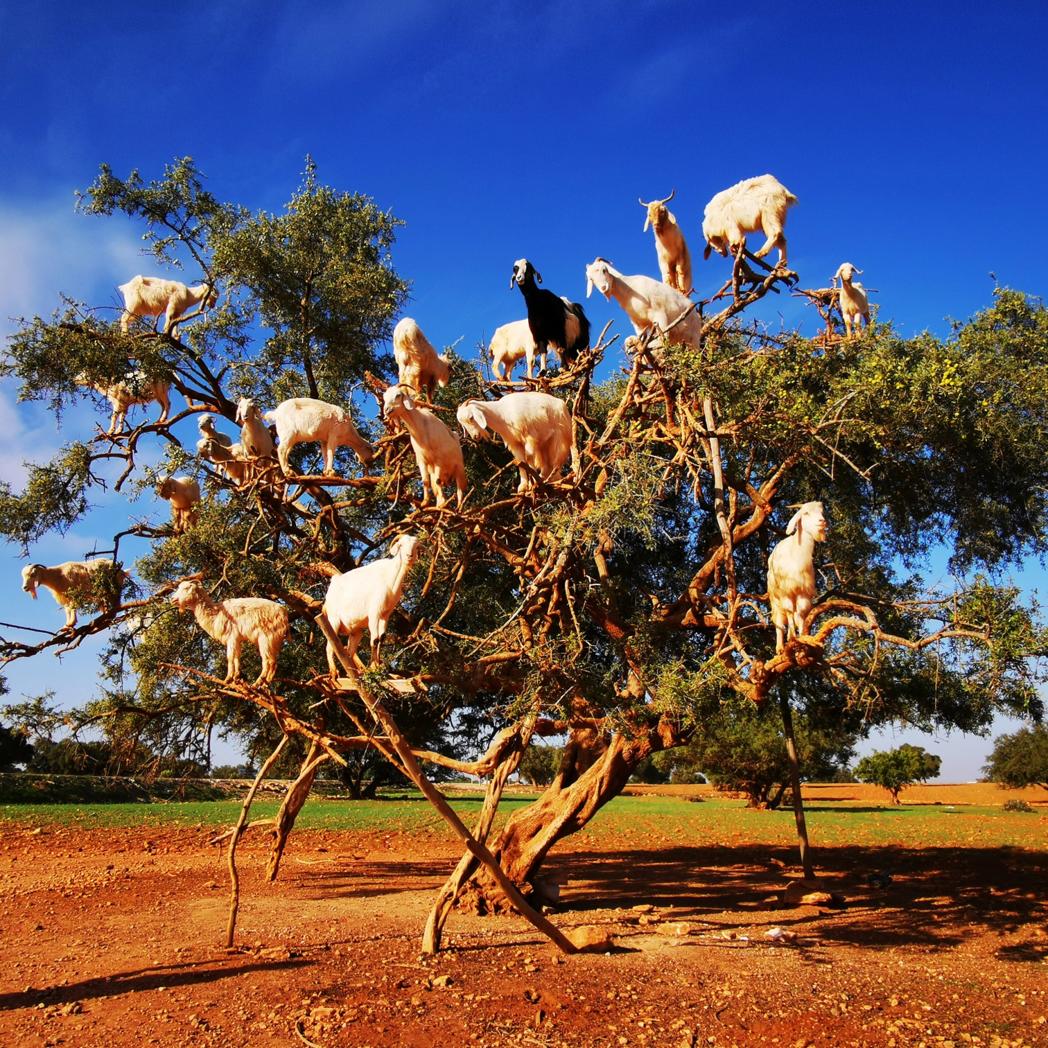 The Golden Oil: Why Culinary Argan Is Morocco’s Best-Kept Secret
